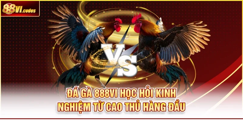 Đá Gà 888VI Học Hỏi Kinh Nghiệm Từ Cao Thủ Hàng Đầu