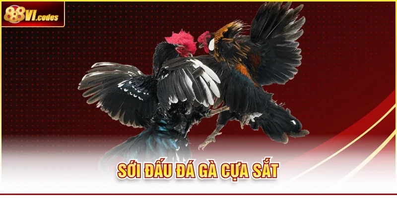 Soi đá gà cựa sắt
