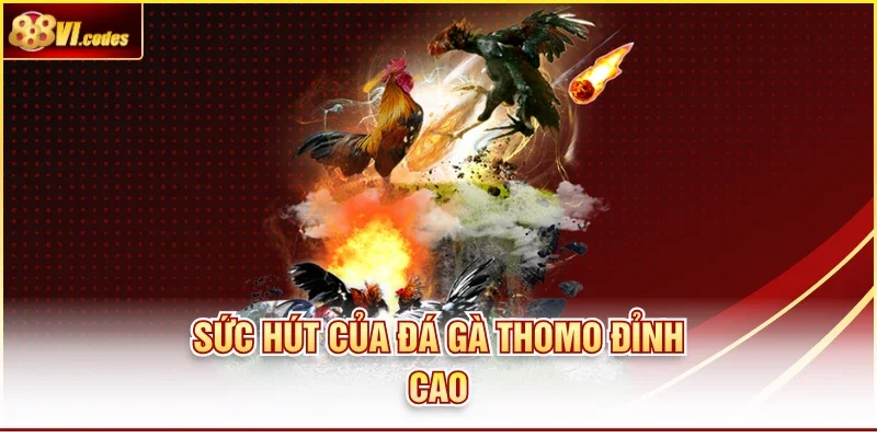 Sức hút của đá gà Thomo đỉnh cao